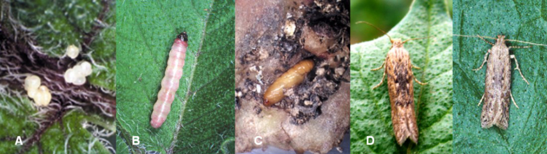 Etapas de desarrollo de Phthorimaea operculella