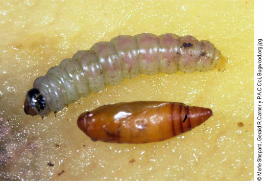Larva y pupa de Phthorimaea operculella